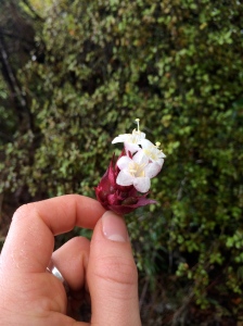 A pretty flower picked from the side of the path.
