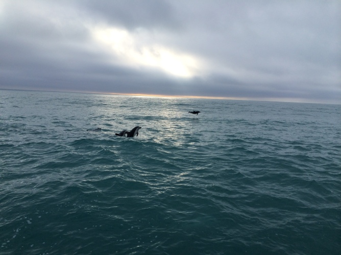 Dusky Dolphins at Dawn!