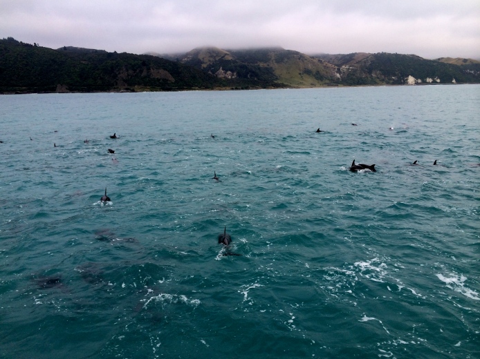 Dolphin's just off the coast of Kaikoura